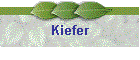 Kiefer